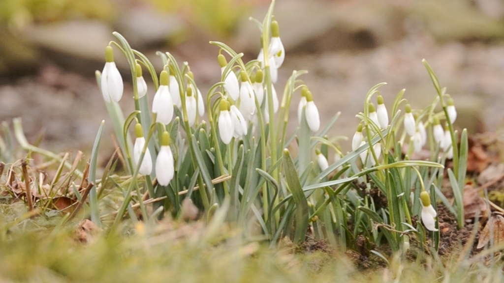 Eine Gruppe von Schneeglöckchen mit weißen Blüten und grünen Blättern, die aus dem Boden wachsen.