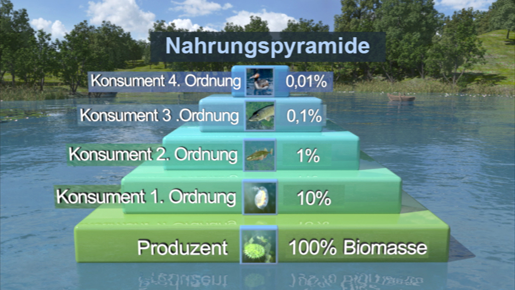 Nahrungspyramide zeigt die Verteilung der Biomasse von Produzenten und Konsumenten in verschiedenen Ordnungen.