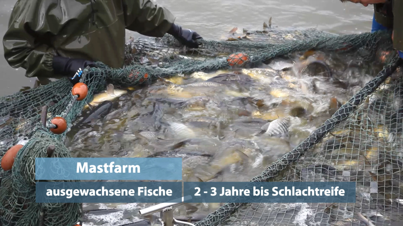 Fischer ziehen ein Netz mit ausgewachsenen Fischen, die 2-3 Jahre bis zur Schlachtreife benötigen.