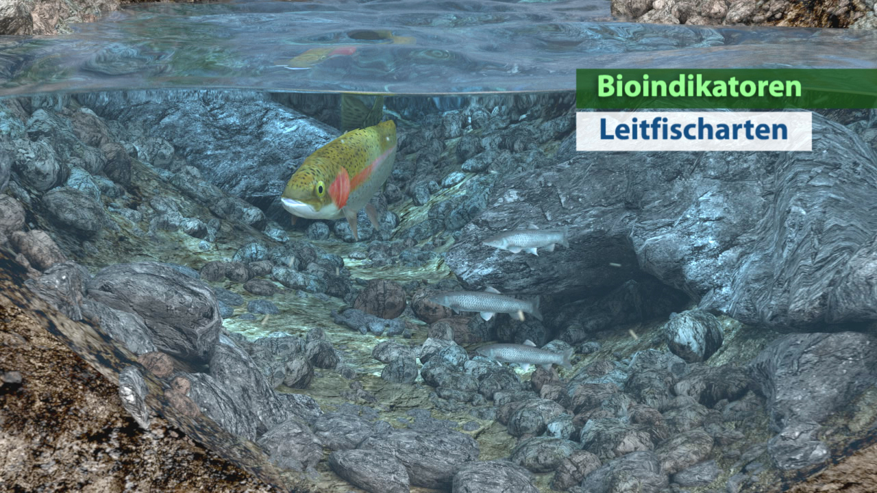 Illustration eines Gewässers mit einem bunten Fisch, beschriftet mit 'Bioindikatoren' und 'Leitfischarten'.