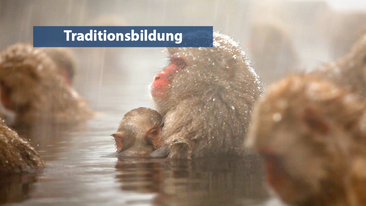 Eine Gruppe von Affen, die in einem heißen Quellwasser sitzen, während Dampf aufsteigt.