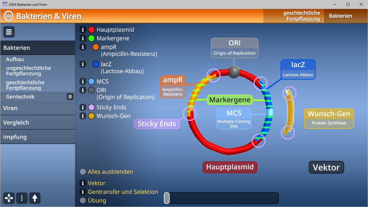 Diagramm eines Hauptplasmids mit Markergenen, ORI, ampr, lacZ und anderen Elementen zur Genmanipulation.
