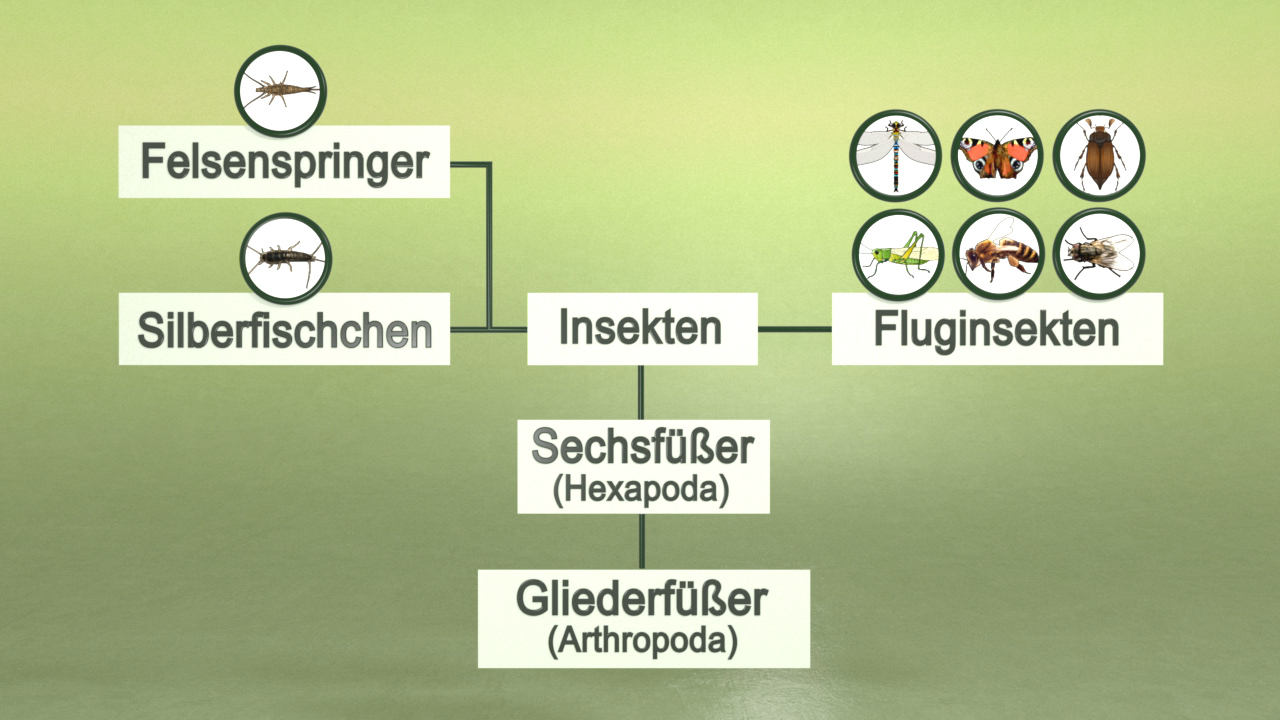 Diagramm zur Klassifizierung von Insekten, einschließlich Felsenspringer, Silberfischchen, Fluginsekten, Sechsfüßer und Gliederfüßer.