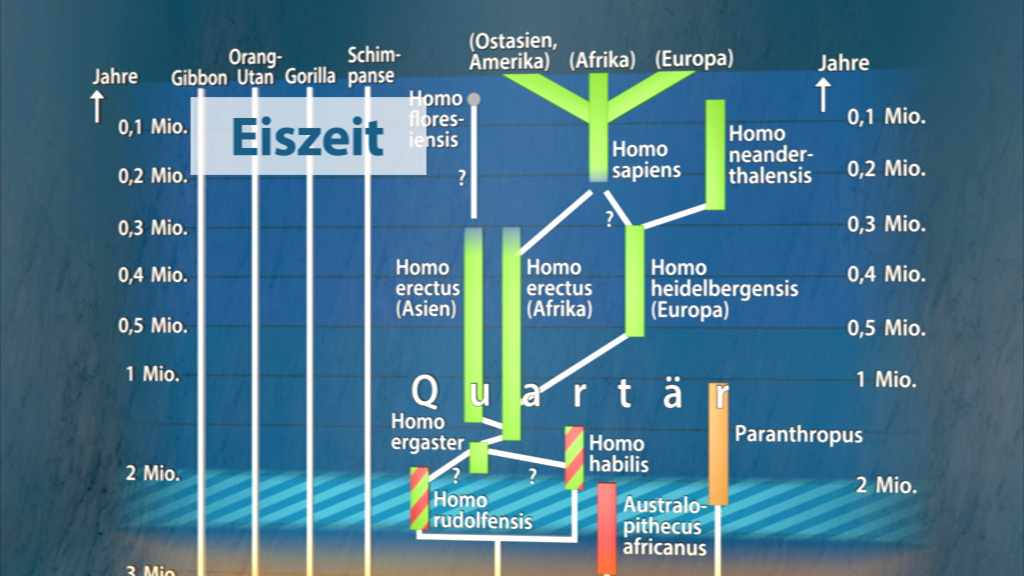 Grafik zur Evolution des Menschen mit Zeitlinien und verschiedenen Homo-Arten, einschließlich Homo sapiens und Homo neanderthalensis.