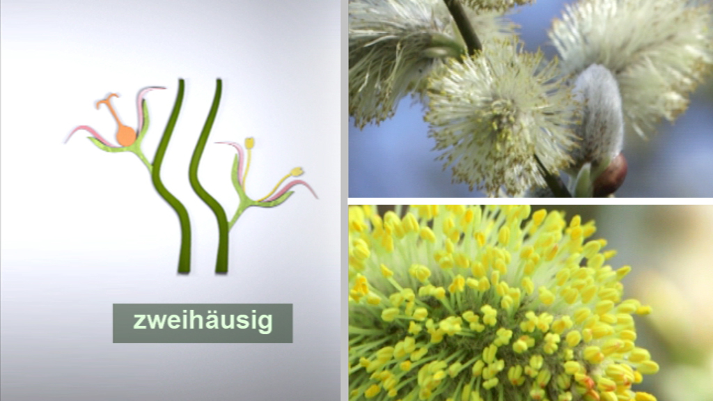 Infografik über zweihäusige Pflanzen mit Illustrationen und Nahaufnahmen von Blütenständen.