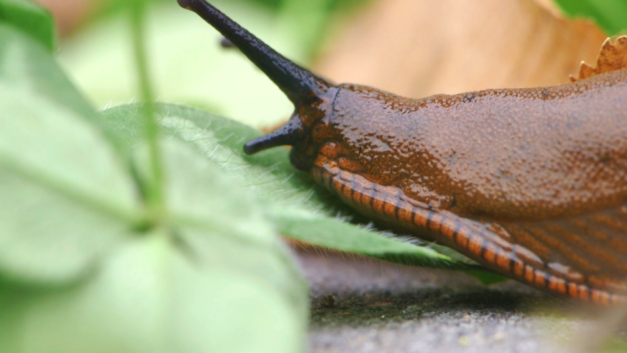 Eine braune Schnecke kriecht über grüne Blätter.