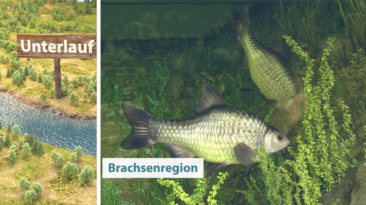 Zwei Fische schwimmen in einer Wasserlandschaft mit Wasserpflanzen, beschriftet mit 'Brachsenregion'.