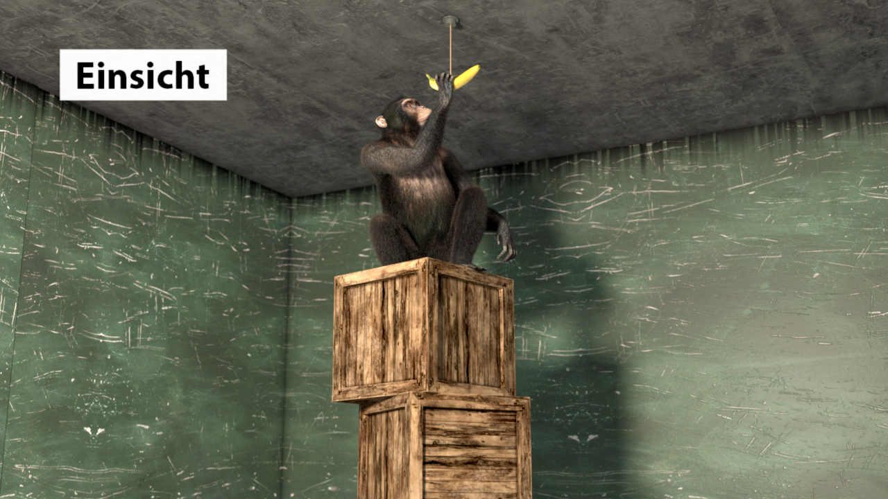 Ein Schimpanse sitzt auf Holzboxen und greift nach einer Banane, die an der Decke hängt.