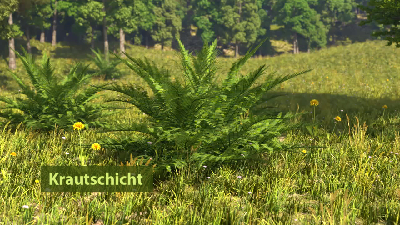 Dichte Krautschicht mit Farnen und Wiesenblumen in einer sonnigen Wiese.