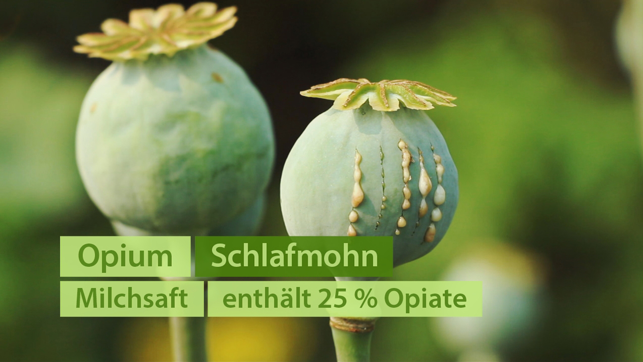 Zwei unreife Schlafmohnkapseln mit sichtbarem Milchsaft, der Opiate enthält.