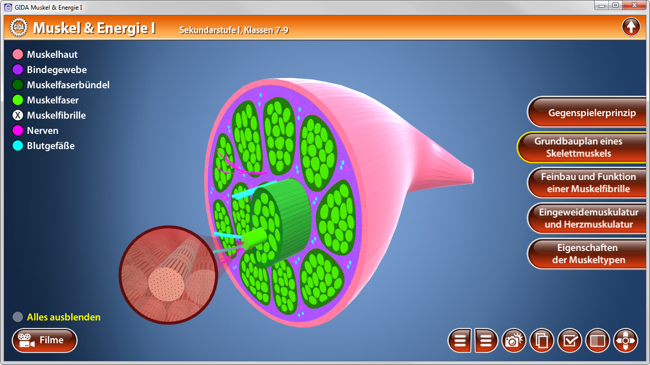 3D-Diagramm eines Muskels mit verschiedenen Schichten wie Muskelhaut, Bindegewebe und Muskelzellen, farblich hervorgehoben.