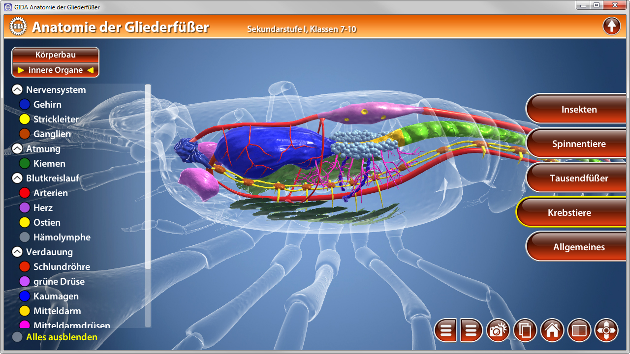 3D-Darstellung der Anatomie von Gliederfüßern mit hervorgehobenen inneren Organen und Körpersystemen.