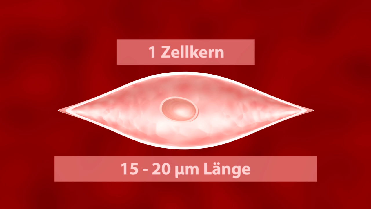 Illustration einer Zelle aus der Eingeweidemuskulator mit den Maßen 15-20 µm Länge.