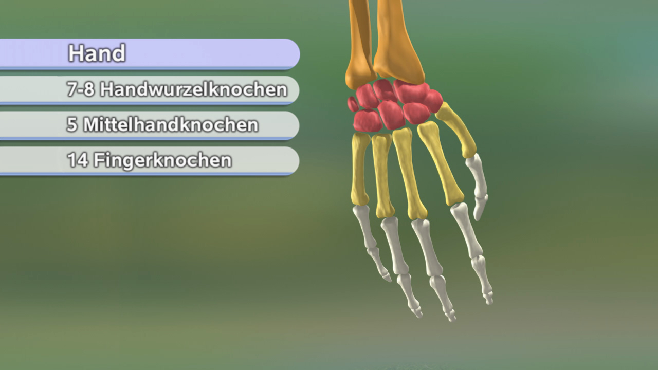 Skelettdarstellung einer Hand mit Beschriftung der Knochen: 7-8 Handwurzelknochen, 5 Mittelhandknochen, 14 Fingerknochen.