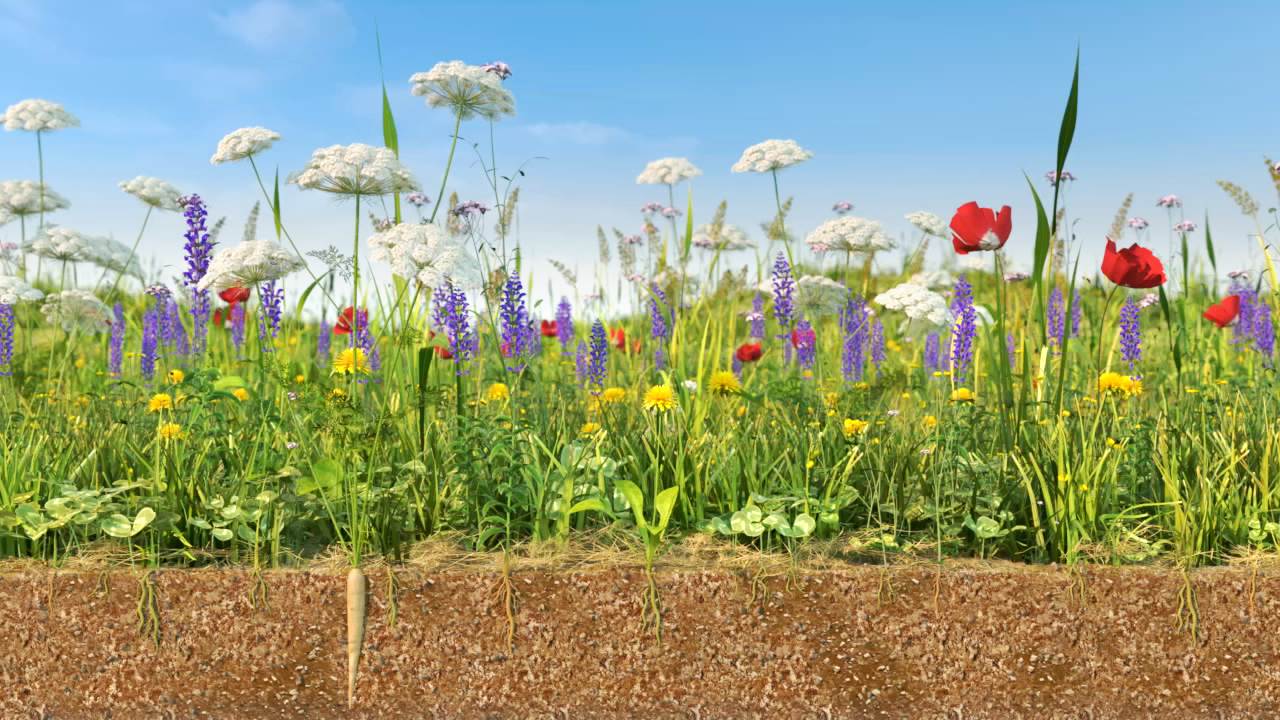 Bunte Blumenwiese mit roten Mohnblumen, lila Lupinen und weißen Doldenblüten unter blauem Himmel.