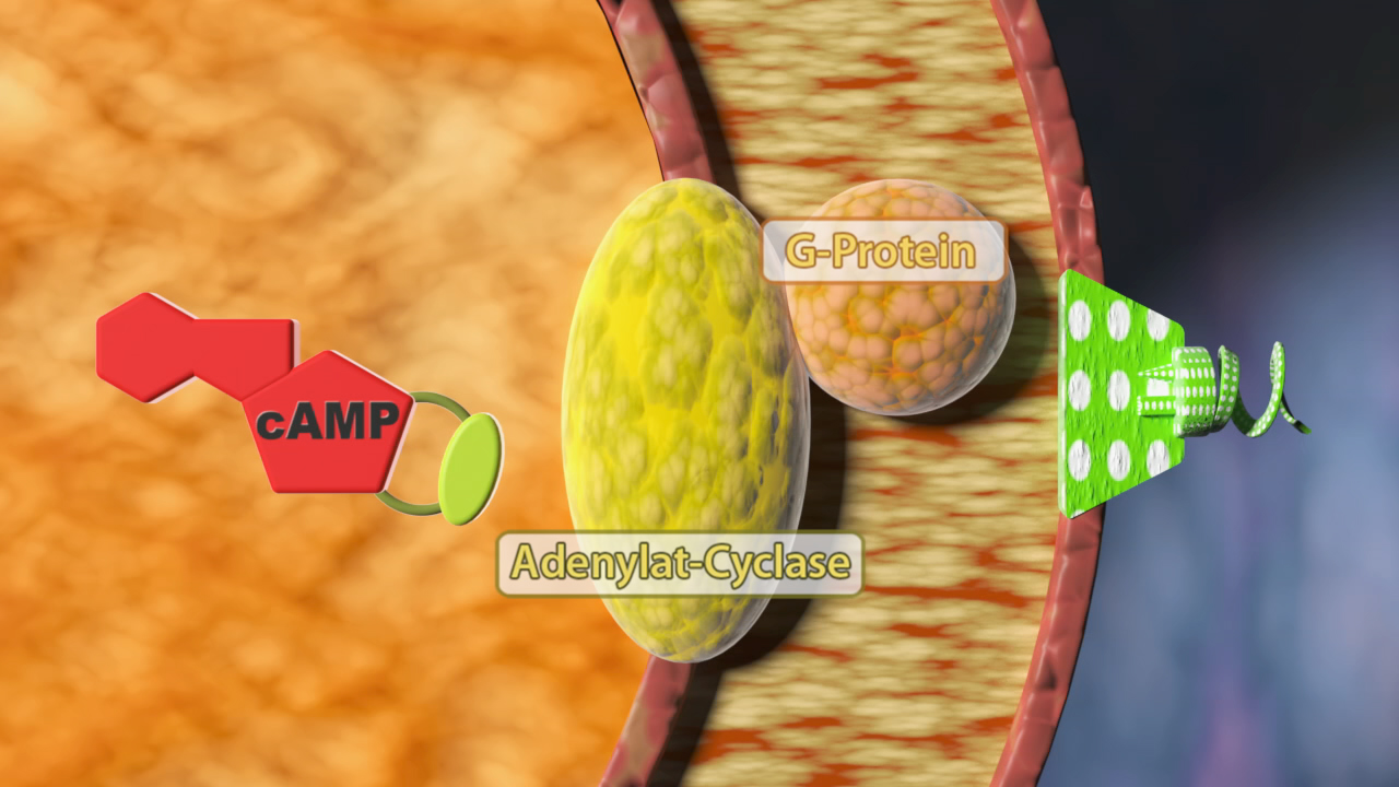 Diagramm, das den Signalweg von cAMP über Adenylat-Cyclase und G-Protein zeigt.