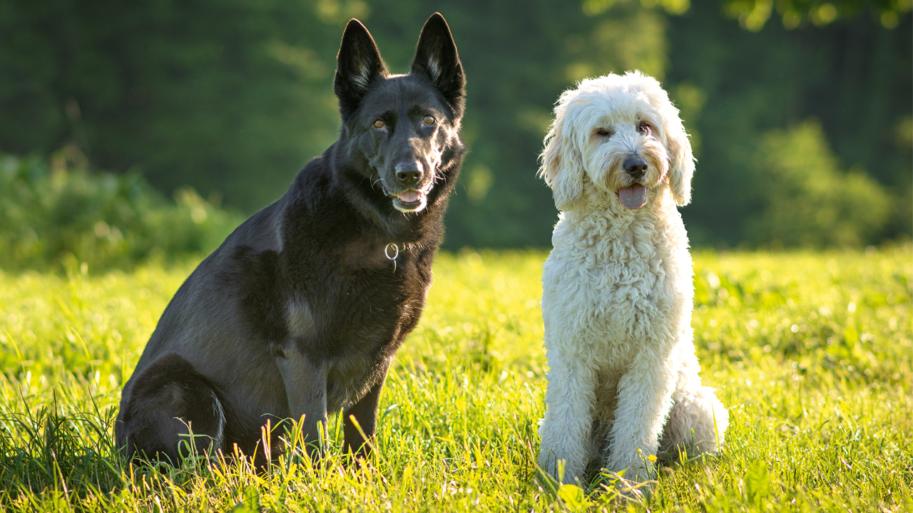 Ein schwarzer Hund und ein weißer, lockiger Hund sitzen auf einer grünen Wiese.