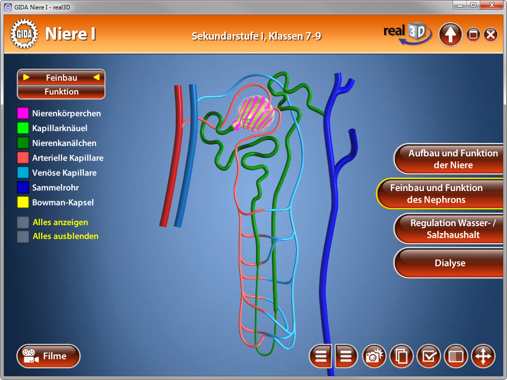 Diagramm der Niere mit farblich markierten Strukturen wie Nephronen, Kapillaren und Sammelrohren.