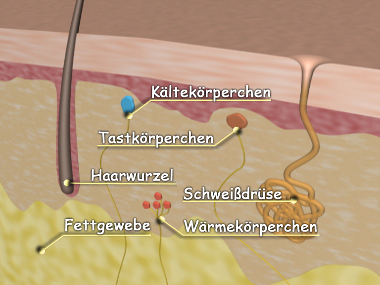 Diagramm der Haut mit Beschriftungen für Kälte- und Wärmeempfindungskörperchen, Tastkörperchen, Haarwurzel, Schweißdrüse und Fettgewebe.