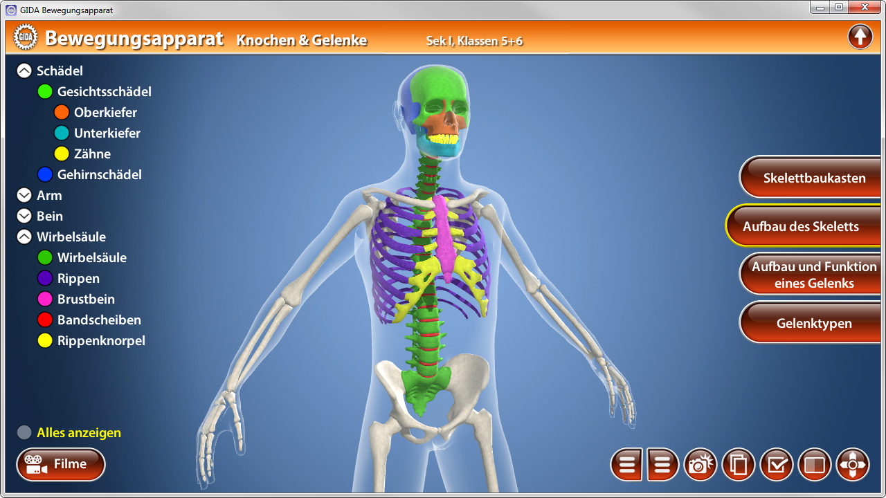 Grafik eines menschlichen Skeletts mit beschrifteten Knochen und Gelenken, geeignet für den Unterricht der Klassen 5-6.