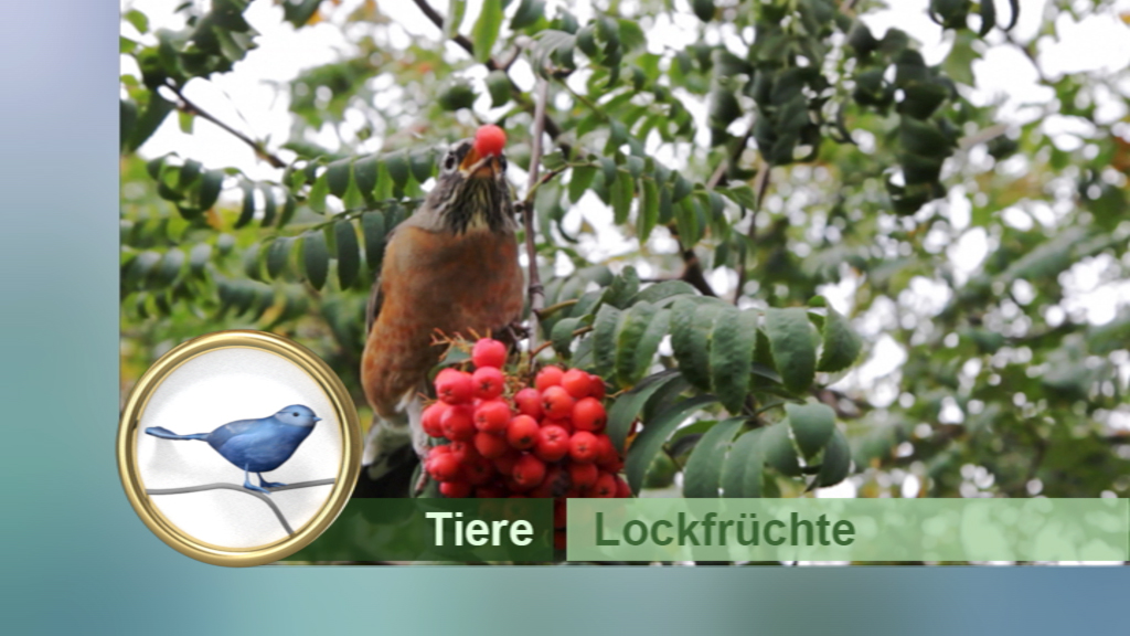Ein Vogel frisst eine rote Beere von einem Baum, umgeben von grünen Blättern.