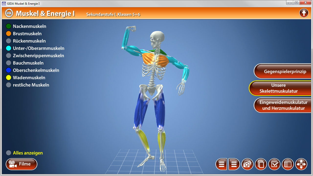 3D-Darstellung eines menschlichen Skeletts mit hervorgehobenen Muskeln in verschiedenen Farben, einschließlich Nacken-, Brust- und Bauchmuskeln.