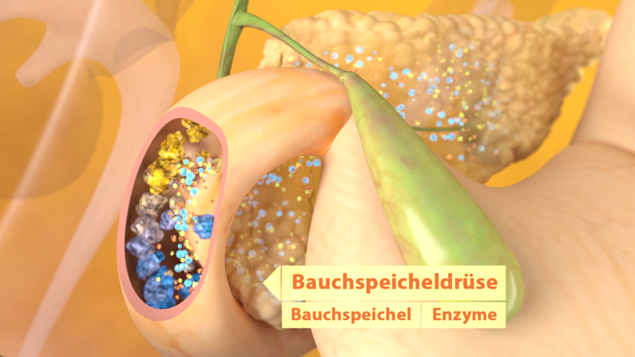 Grafik der Bauchspeicheldrüse mit hervorgehobenen Enzymen und Bauchspeichel.