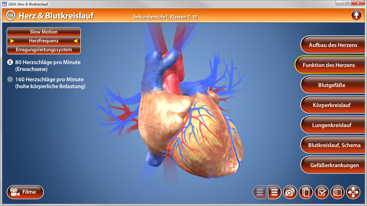 3D-Darstellung des menschlichen Herzens und Blutkreislaufs mit Beschriftungen zu Herzfrequenz und Funktion des Herzens.