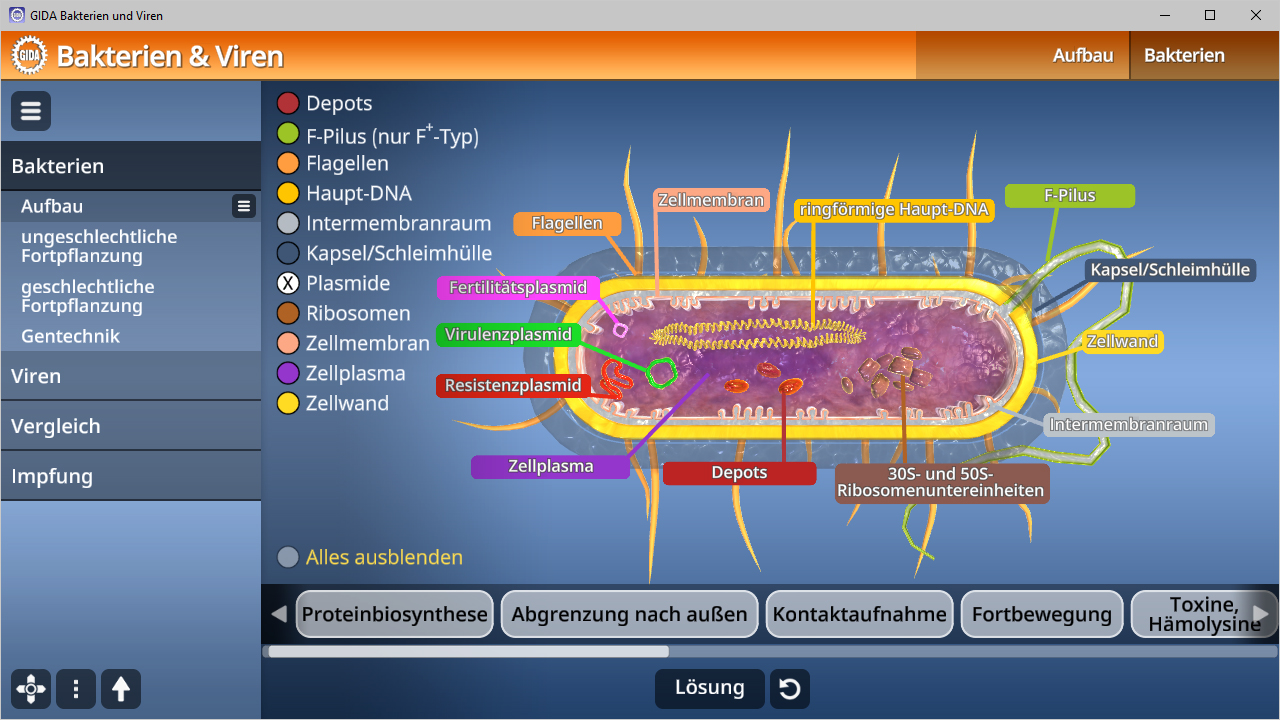 Diagramm einer Bakterienzelle mit beschrifteten Komponenten wie Zellwand, Ribosomen und Haupt-DNA.