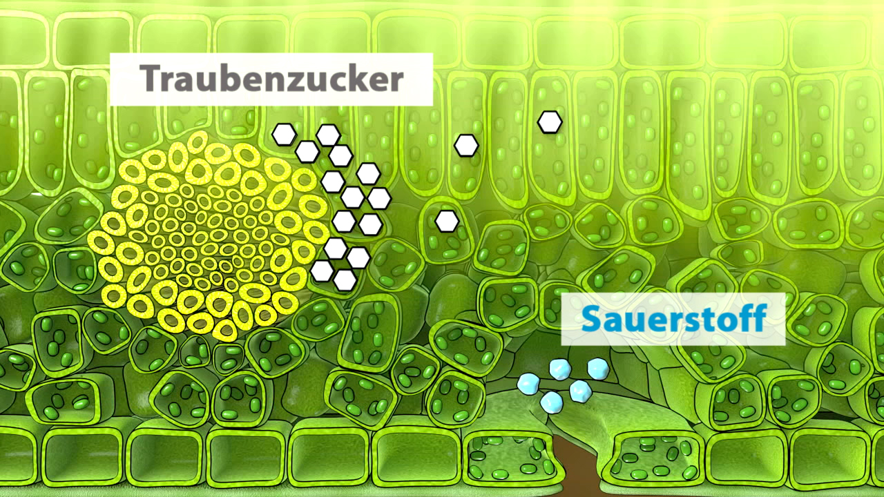 Diagramm zeigt den Prozess der Photosynthese in Pflanzenzellen mit Traubenzucker und Sauerstoff.