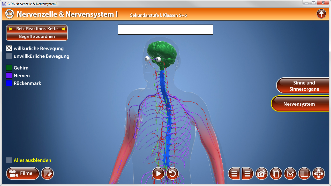 Grafik eines menschlichen Körpers mit hervorgehobenen Nerven und dem Nervensystem, einschließlich Gehirn und Rückenmark.