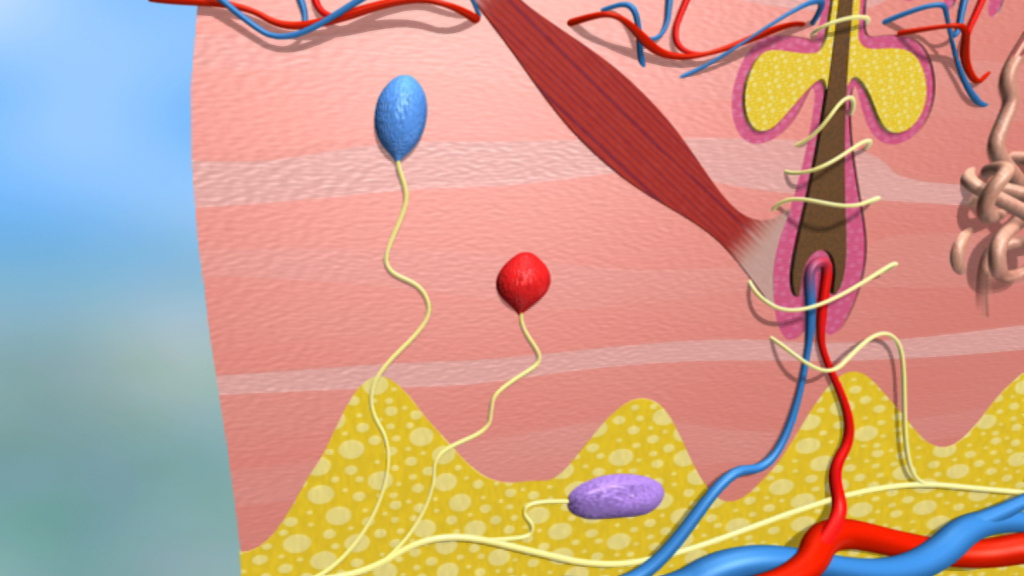 Grafik, die die Blutgefäße und Nerven im menschlichen Körper zeigt, mit farbigen Blasen, die verschiedene Strukturen darstellen.