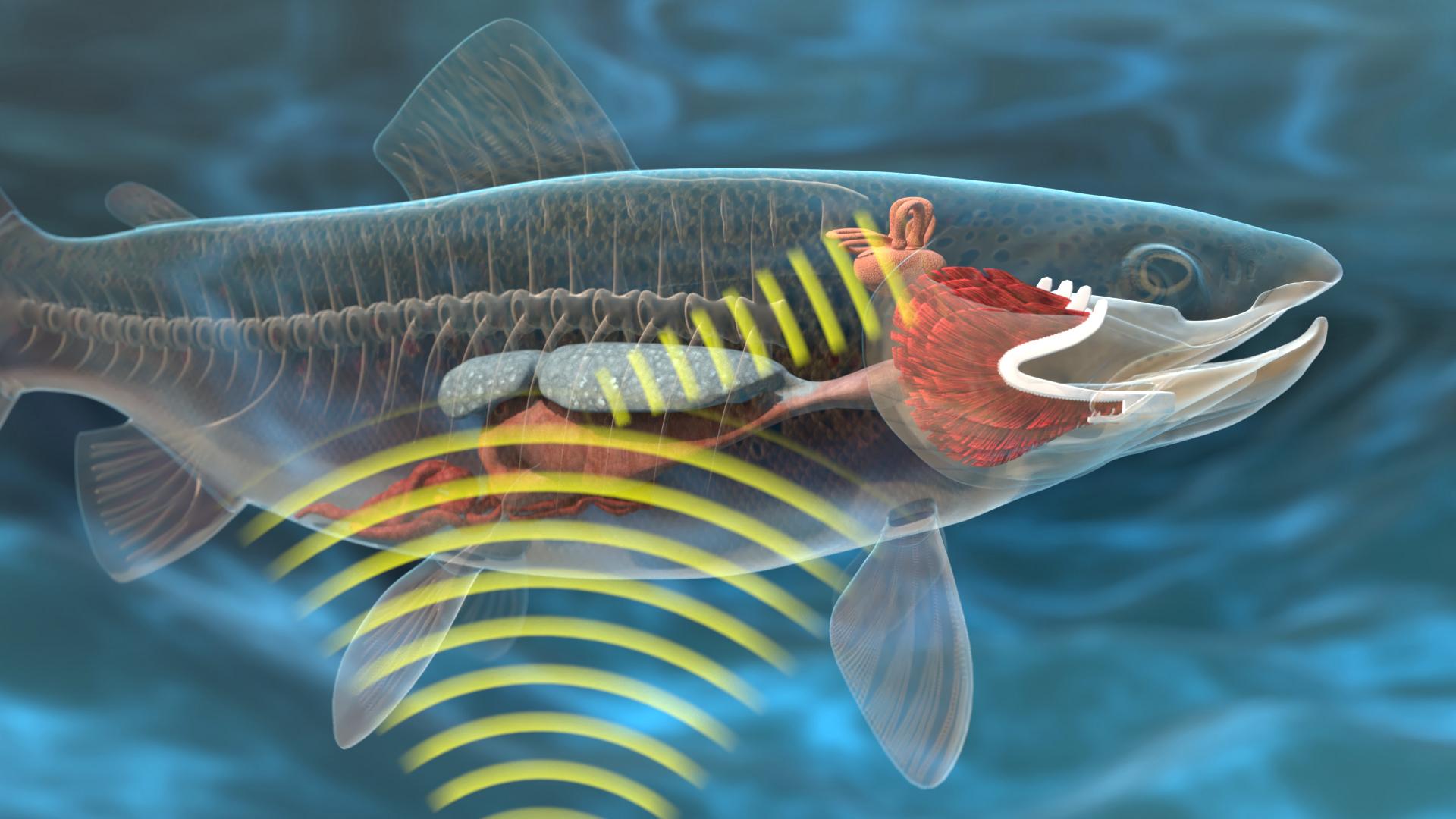 Grafik eines Fisches, die die inneren Organe und die Schallwellen zeigt, die von seinem Herz ausgehen.