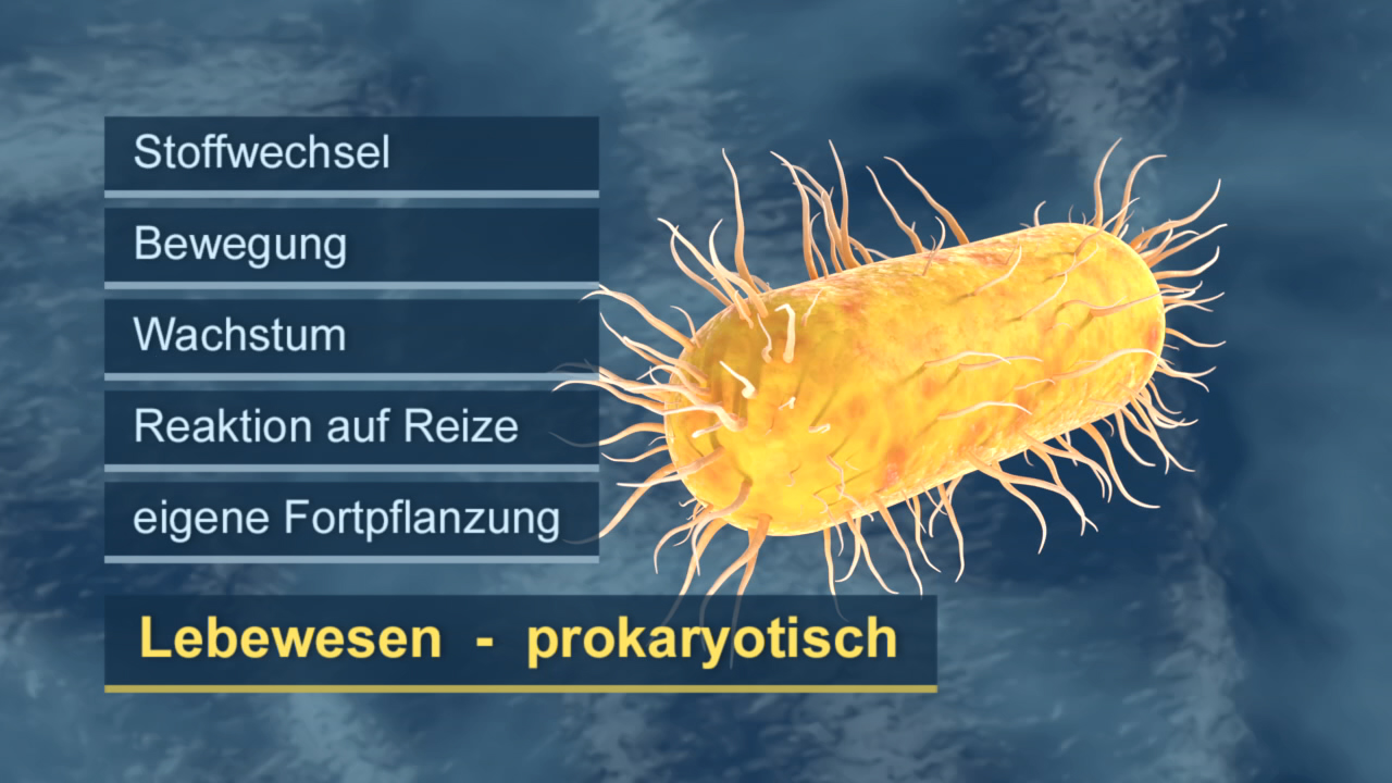 Grafik einer prokaryotischen Zelle mit Beschriftungen zu Stoffwechsel, Bewegung, Wachstum, Reaktion auf Reize und Fortpflanzung.