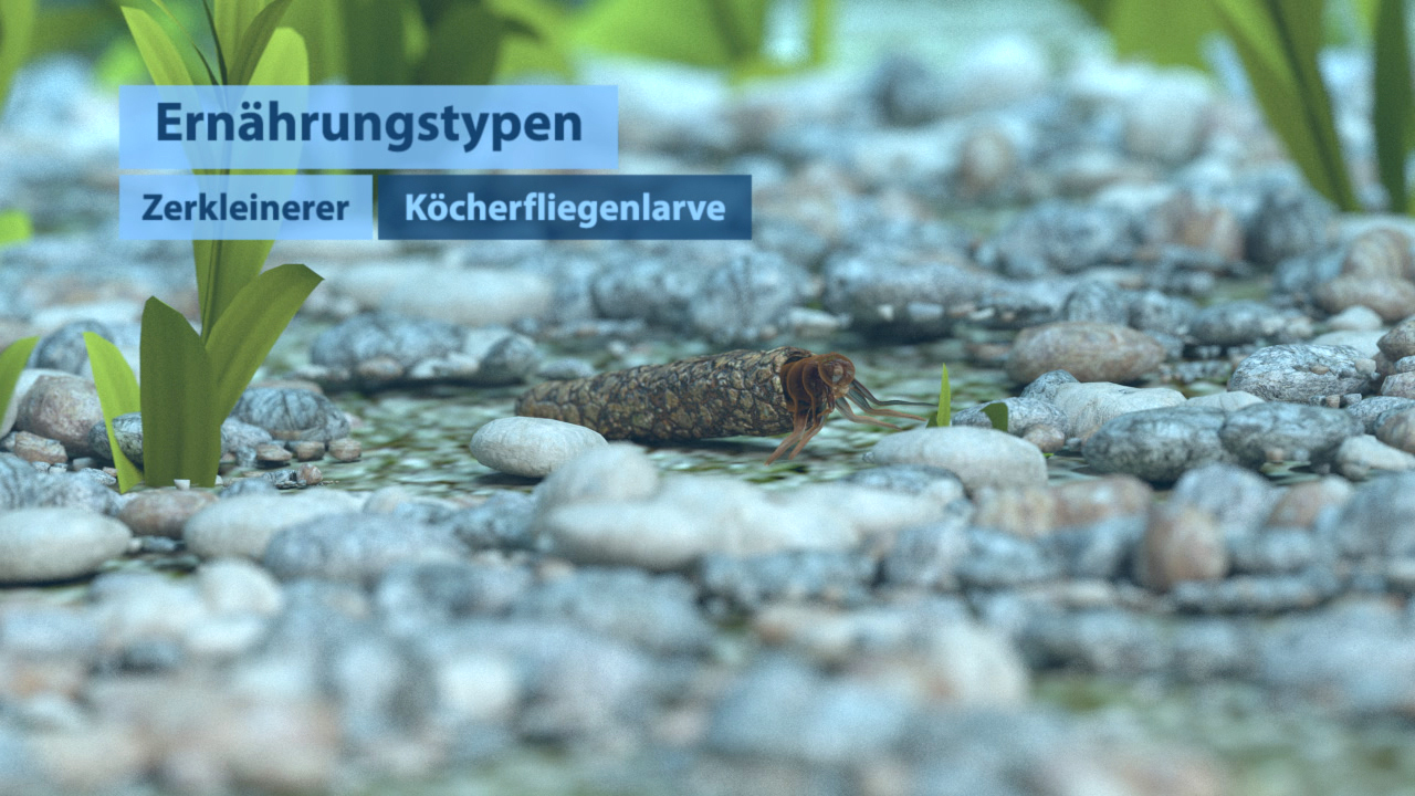 Eine Köcherfliegenlarve auf einem Kiesboden im Wasser, umgeben von Pflanzen.