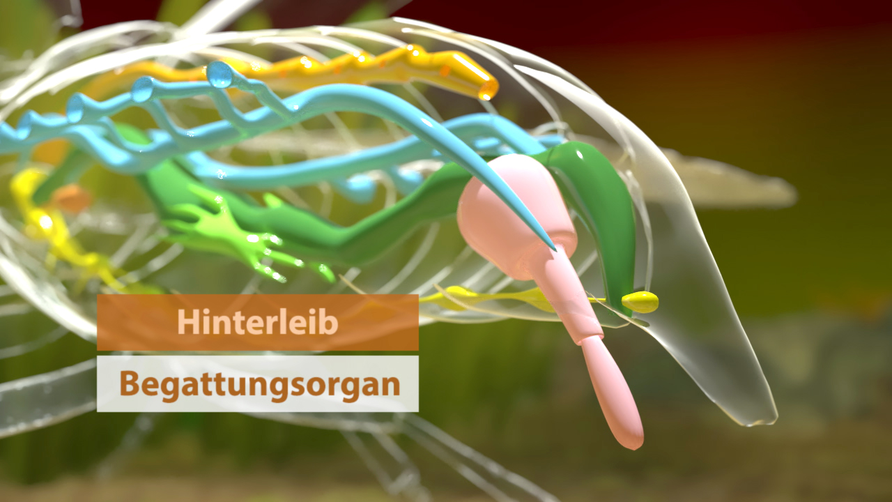 3D-Darstellung des Hinterleibs eines Tieres mit hervorgehobenen Fortpflanzungsorganen in verschiedenen Farben.