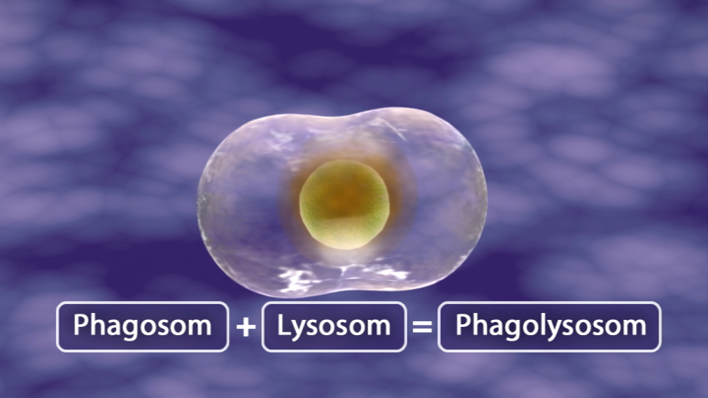 Diagramm, das die Fusion von Phagosom und Lysosom zu einem Phagolysosom zeigt.