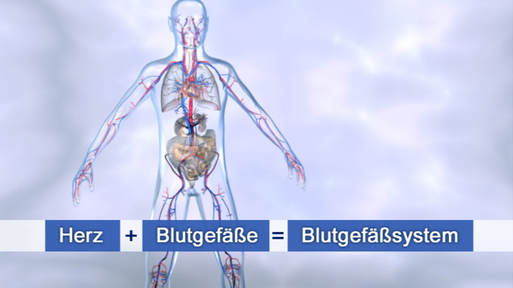 Diagramm des menschlichen Körpers mit hervorgehobenen Herz und Blutgefäßen, erklärt das Blutgefäßsystem.