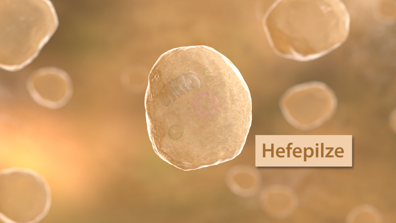 Hefezellen in einem goldenen, verschwommenen Hintergrund, beschriftet mit 'Hefepilze'.