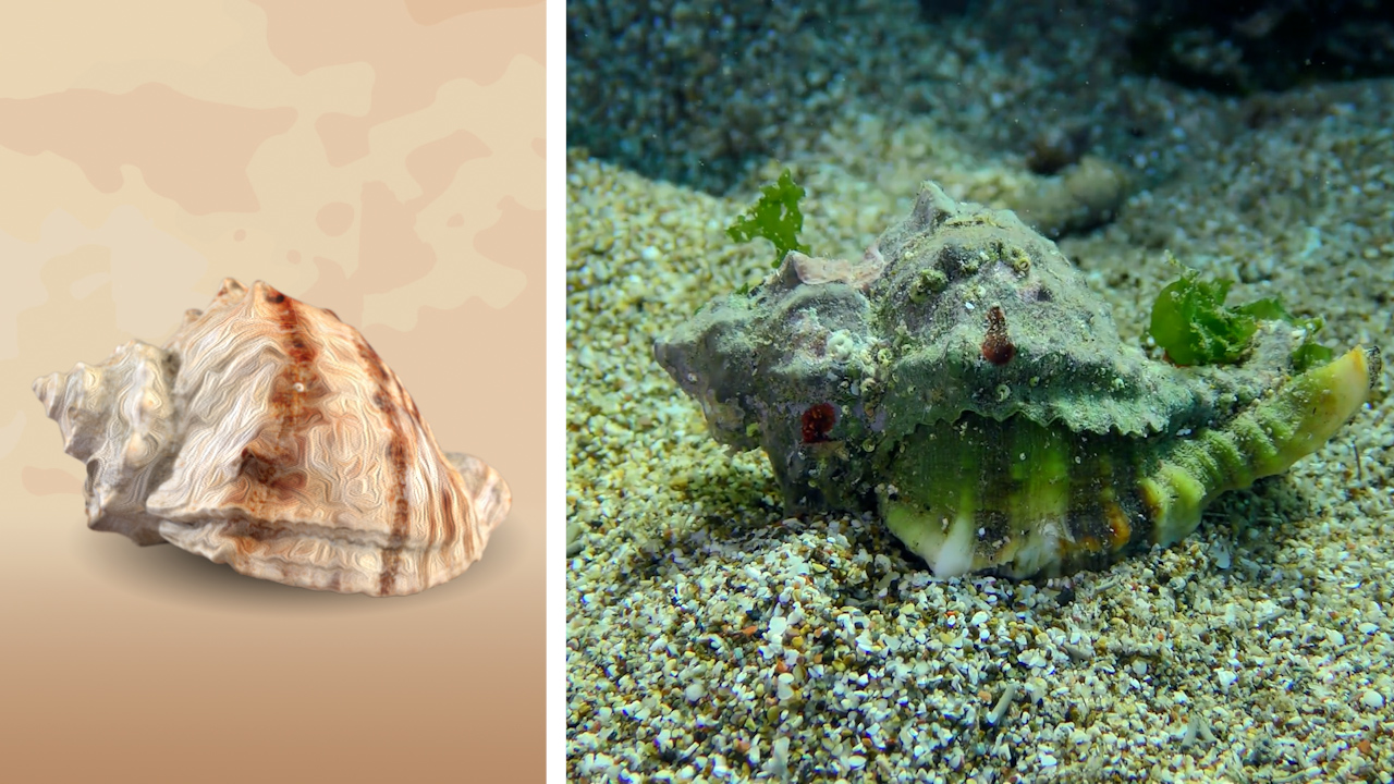 Zwei Muscheln: links eine große, braun gestreifte Muschel, rechts eine grüne, mit Algen bewachsene Muschel auf dem Sandboden.