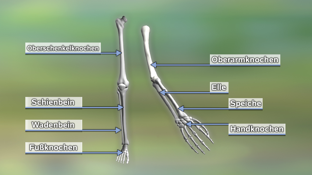 Skelettdiagramm mit Beschriftungen der Knochen: Oberschenkelknochen, Oberarmknochen, Elle, Speiche, Schienbein, Wadenbein, Fußknochen, Handknochen.