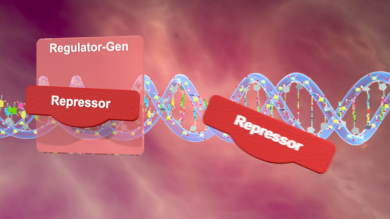 Grafik zeigt DNA-Strang mit Regulator-Gen und zwei Repressoren, die die Genexpression beeinflussen.