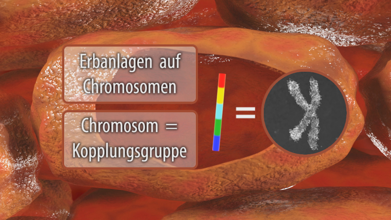 Grafik, die Chromosomen und deren Erbanlagen darstellt, mit einer Gleichung und einer farbigen Skala.