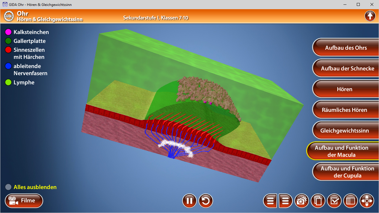 3D-Diagramm des menschlichen Ohrs mit verschiedenen Schichten und Strukturen, einschließlich der Macula und der Hörfunktionen.