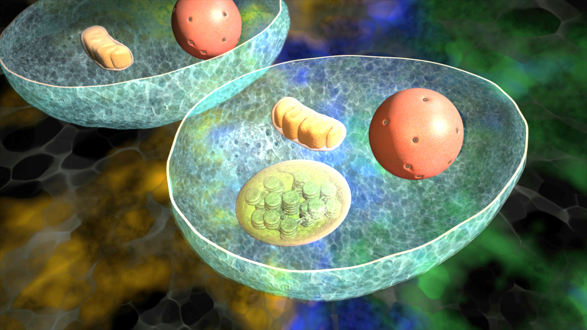 Zellstruktur mit Zellkern, Mitochondrien und anderen Organellen in einer schematischen Darstellung.