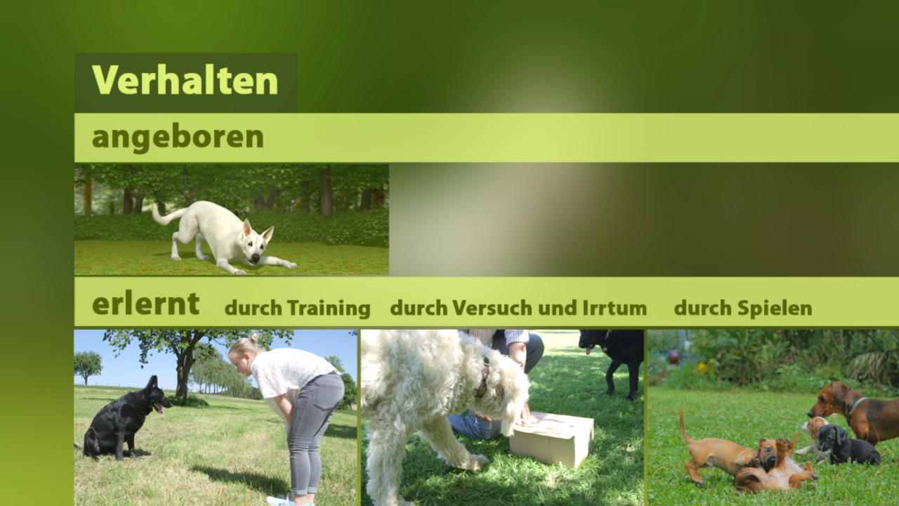 Infografik über Hundeverhalten: angeboren und erlernt durch Training, Versuch und Irrtum, sowie Spielen.