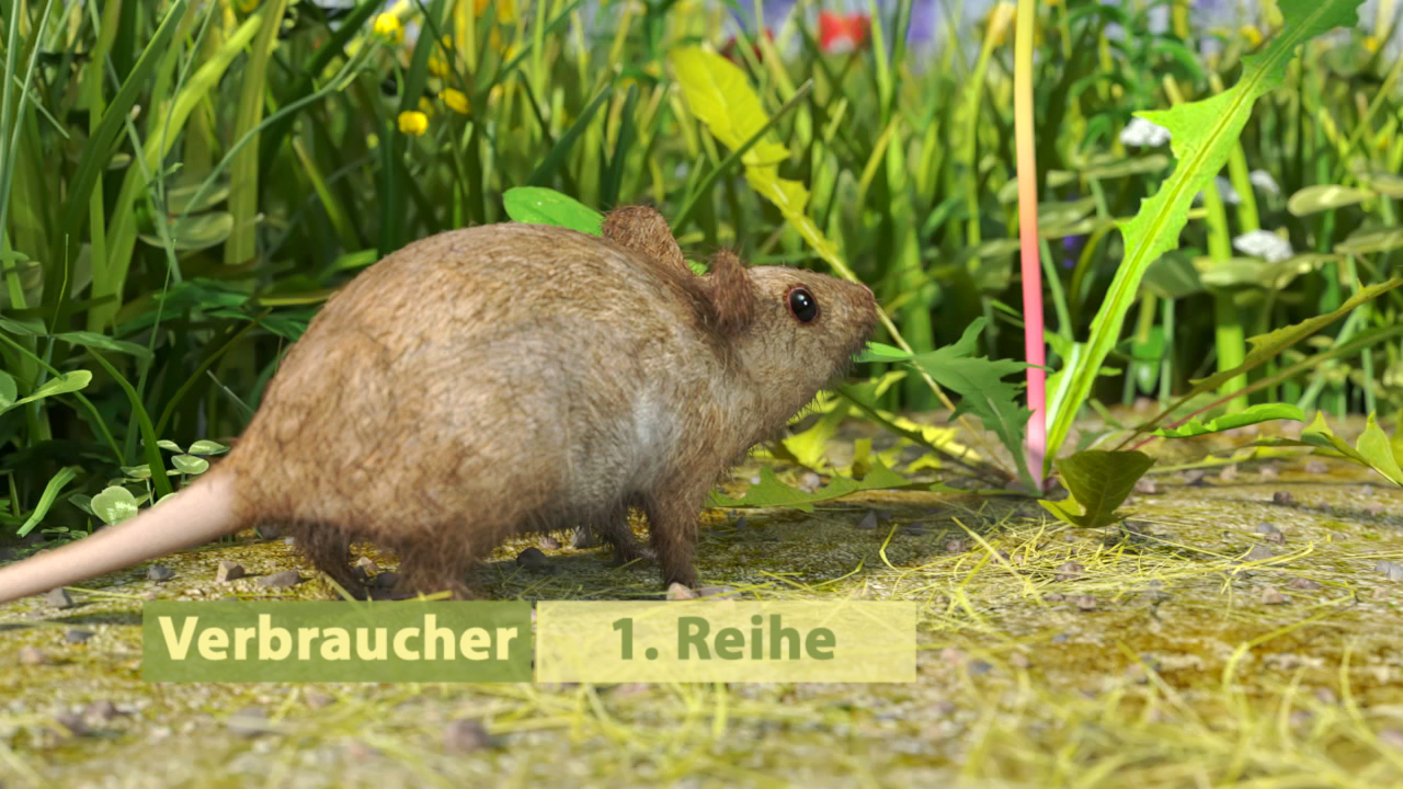 Eine Maus in einer grünen Wiese, umgeben von Pflanzen und Blumen.