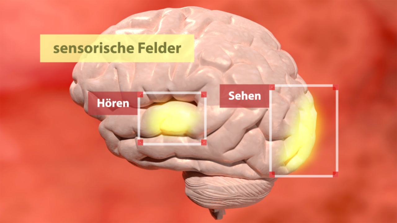 Grafik des menschlichen Gehirns mit hervorgehobenen sensorischen Feldern für Hören und Sehen.