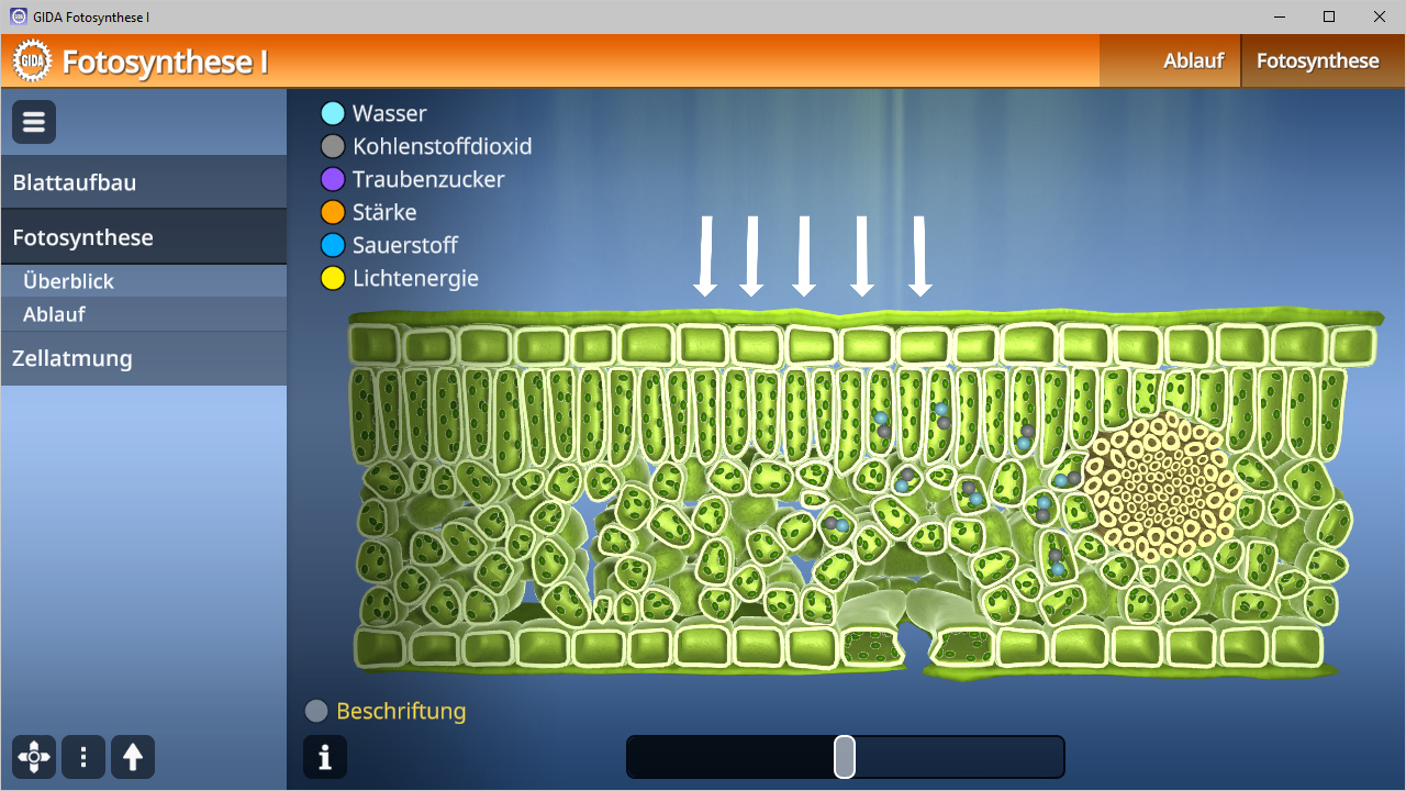 Diagramm der Fotosynthese mit Beschriftungen für Wasser, Kohlendioxid, Traubenzucker, Stärke, Sauerstoff und Lichtenergie.
