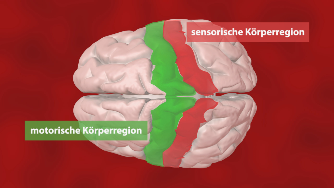 Grafik des menschlichen Gehirns mit hervorgehobenen sensorischen und motorischen Körperregionen in rot und grün.